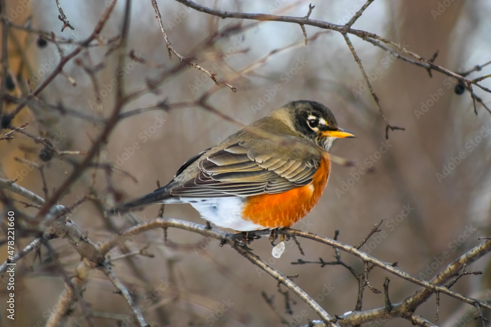 Bird at High Park Toronto Bird at High Park Toronto