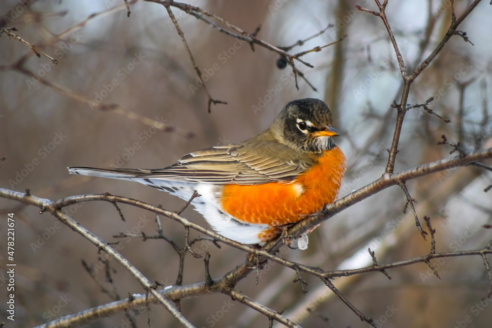 Bird at High Park Toronto Bird at High Park Toronto