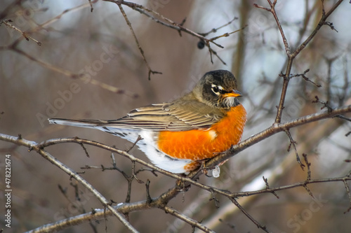 Bird at High Park Toronto