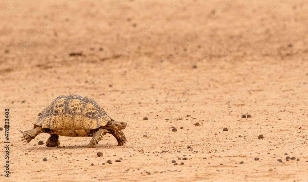 Obraz premium Leopard Tortoise in the Kgalagadi