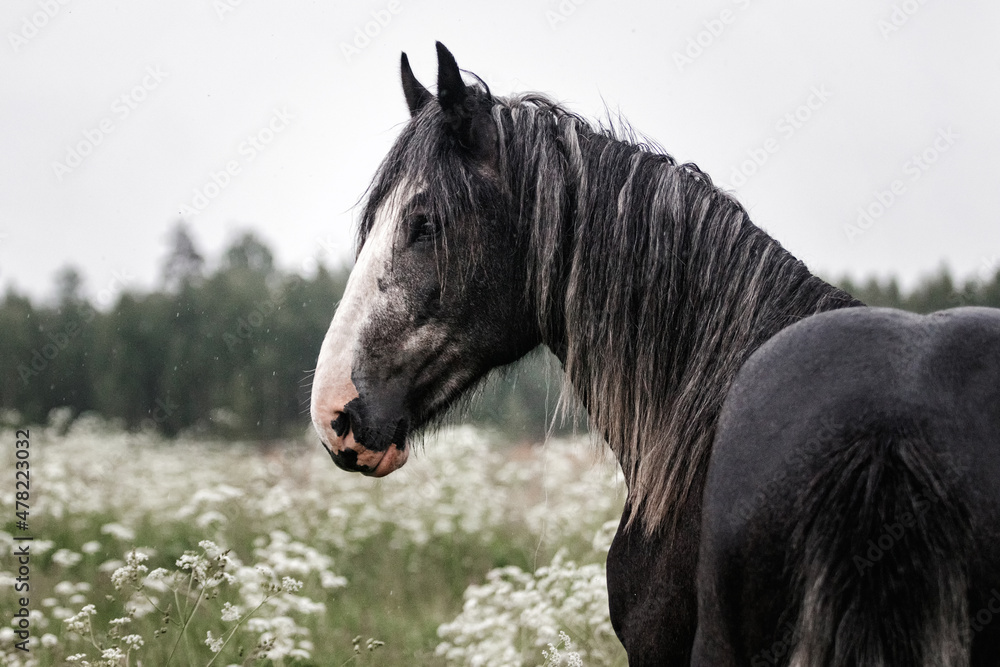 Dark gray shire mix horse standing still in the white meadow in summer in the rain.