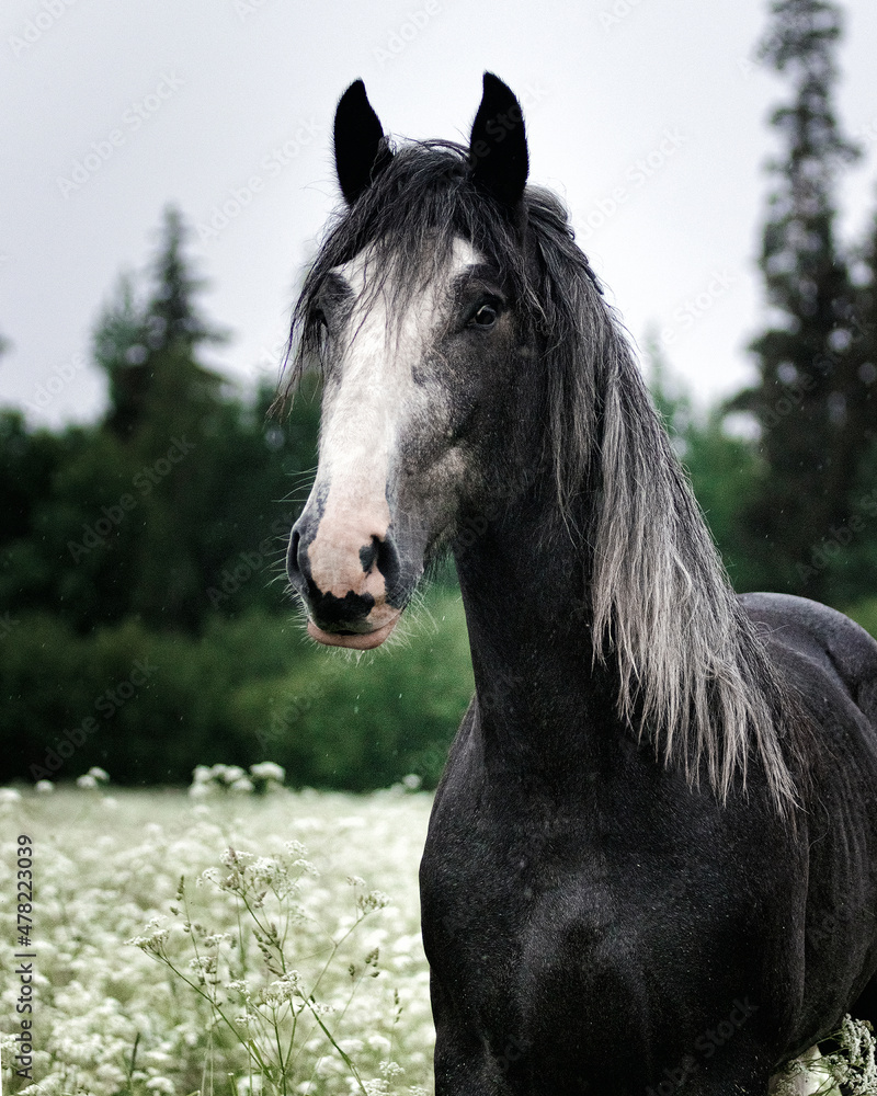 Dark gray shire mix horse standing still in the white meadow in summer in the rain.