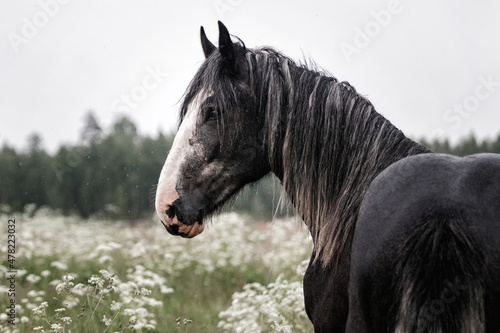 Dark gray shire mix horse standing still in the white meadow in summer in the rain. photo