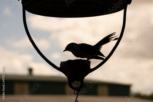 Silhouette of a small Australian willie wagtail bird and nest on the base of an old lamp hanging from a house.
