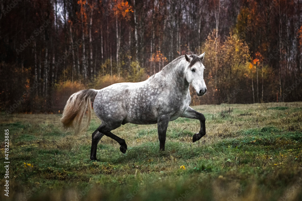 Grey andalusian horse trotting in the autumn field alone and free.