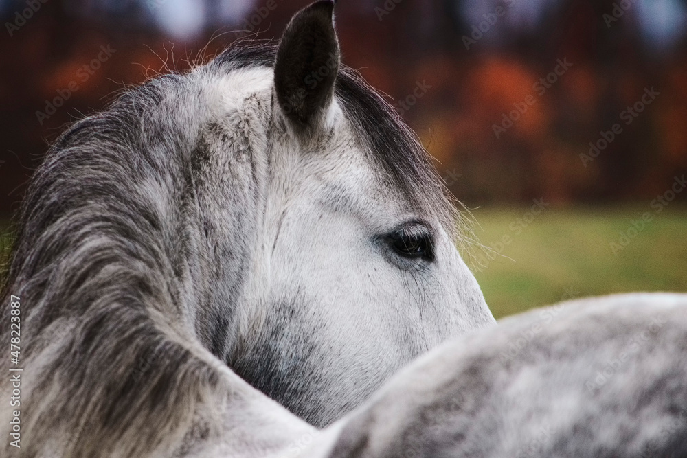 Grey andalusian horse turning and looking away in the autumn field. Close up of an eye and head. Animal portrait.