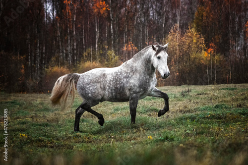 Grey andalusian horse trotting in the autumn field alone and free. photo