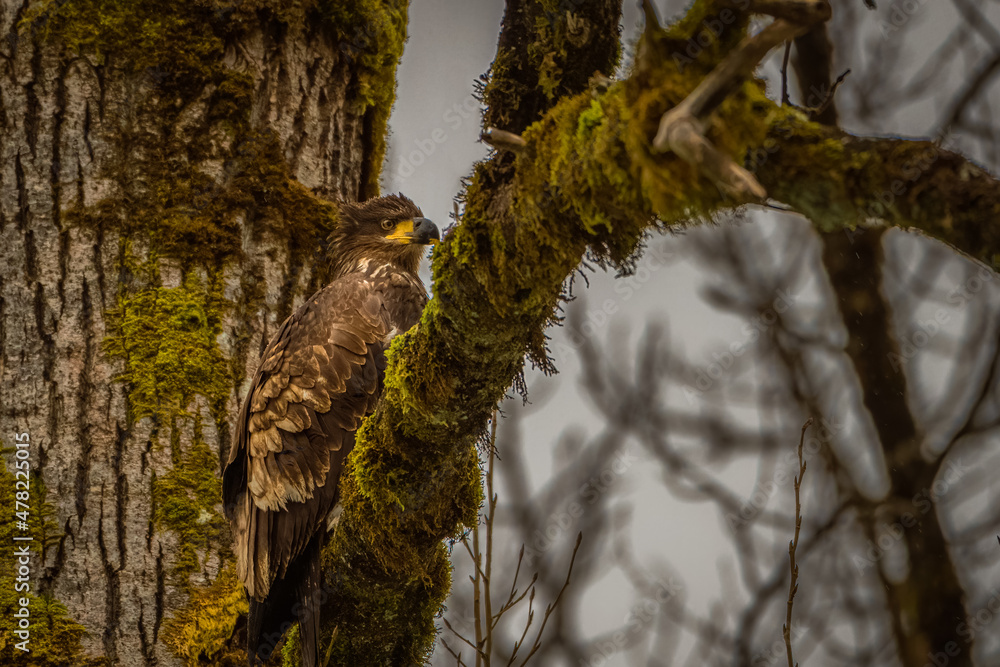 2022-01-03 A YOUNG EAGLE ROOSTING IN A TREE ALONG THE SKAGIT RIVER IN WASHINGTON STATE 2022-01-03 A YOUNG EAGLE ROOSTING IN A TREE ALONG THE SKAGIT RIVER IN WASHINGTON STATE
