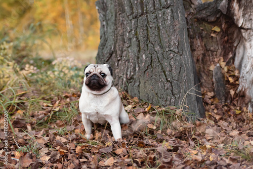 a young handsome pug sits tensely in front of a large tree trunk. selective focus