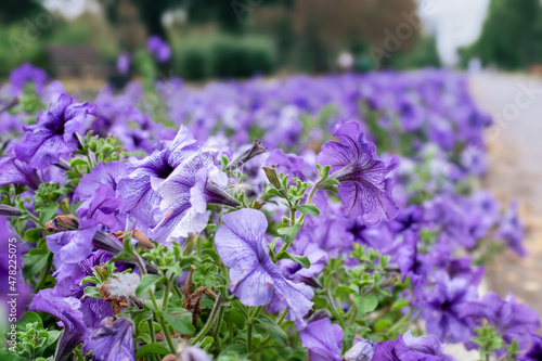 purple petunias grow on a long flower bed in the park. selective focus