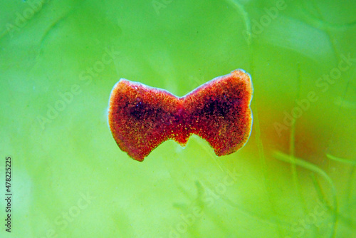 Red planaria flatworms - Convolutriloba retrogemma photo