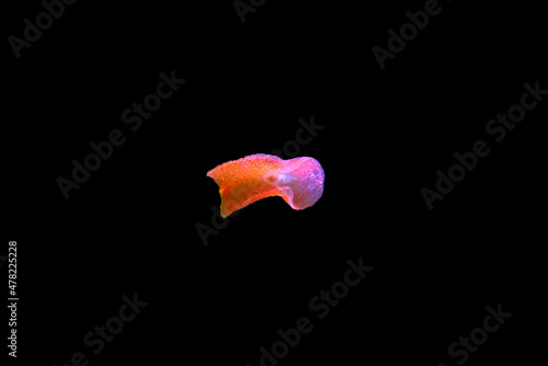 Red planaria flatworms - Convolutriloba retrogemma