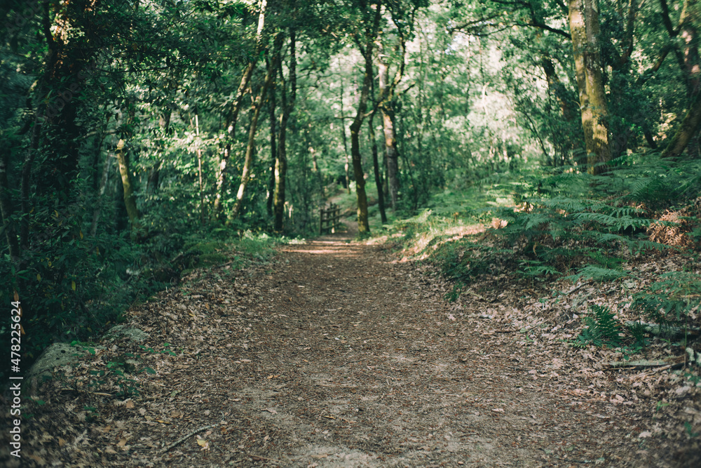 path in the woods path in the woods
