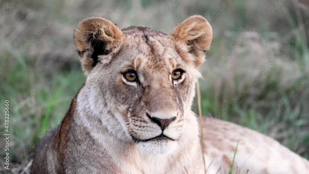 Close-up slow motion video of a beautiful lioness looking around with intense expression in Kenya Africa Close-up slow motion video of a beautiful lioness looking around with intense expression in Kenya Africa