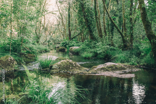 river in the woods