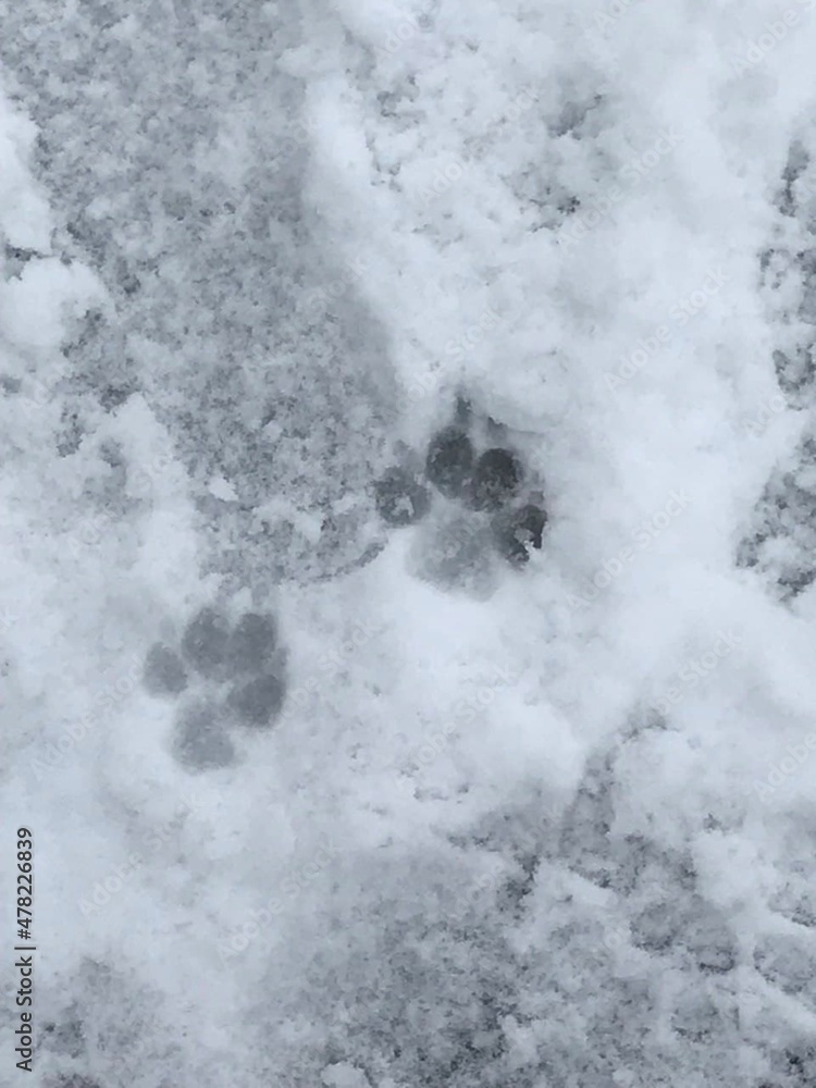 Paw prints in the snow