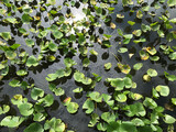 Nelumbonaceae, Lotus Flowers on the lake