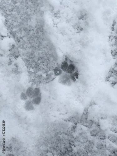 Paw prints in the snow © Tala