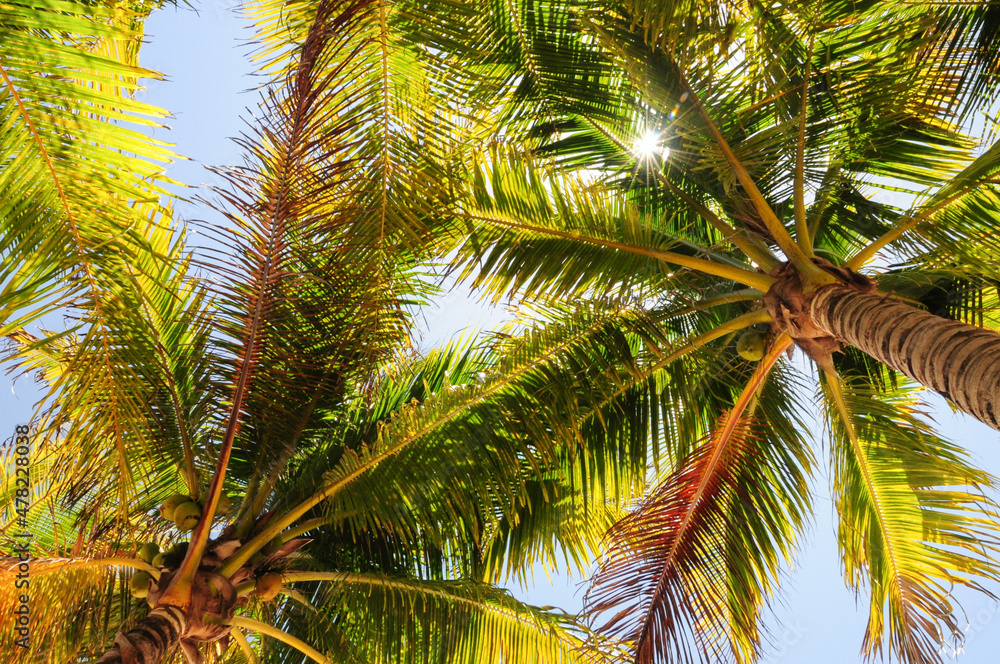 Obraz premium Shade under the palm trees at Akumal Beach, Quintana Roo, Mexico