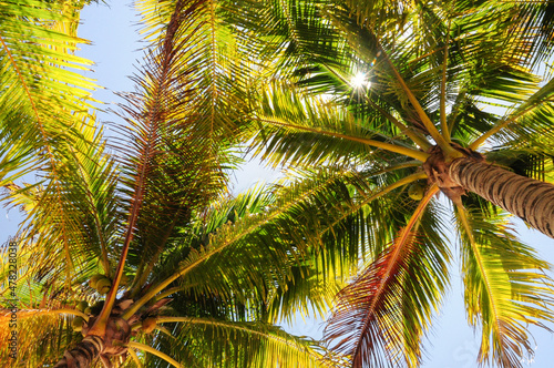 Shade under the palm trees at Akumal Beach  Quintana Roo  Mexico