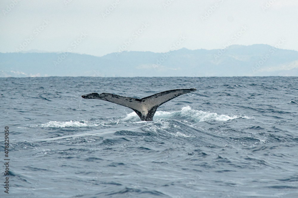 Fototapeta premium humpback tail