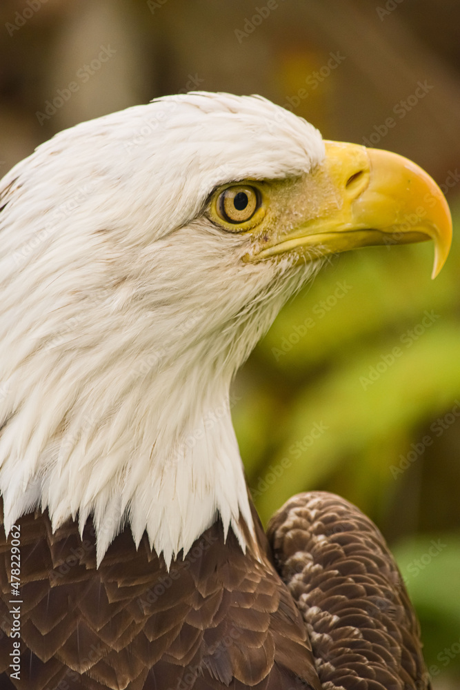 Obraz premium portrait of the eagle