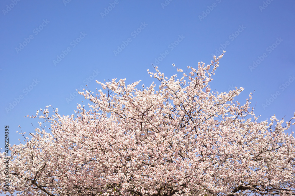 青空の中で満開の暖流桜	