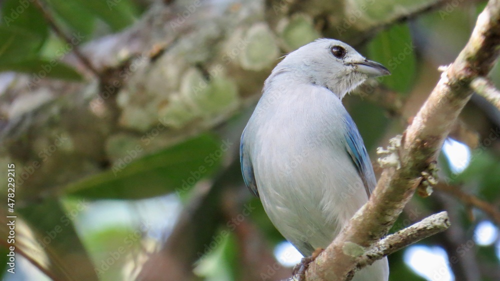 blue bird on a branch