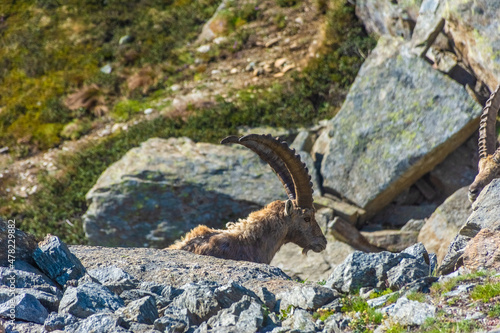 Alpine ibex in the mountains of Gran Paradiso National Park in Piedmont  Italy