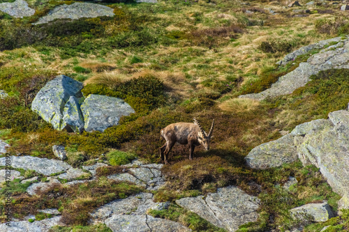 Alpine ibex in the mountains of Gran Paradiso National Park in Piedmont, Italy