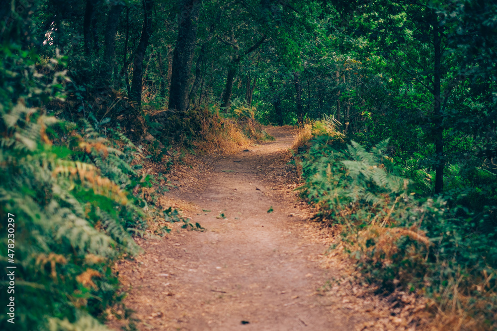 Fototapeta premium path in the woods