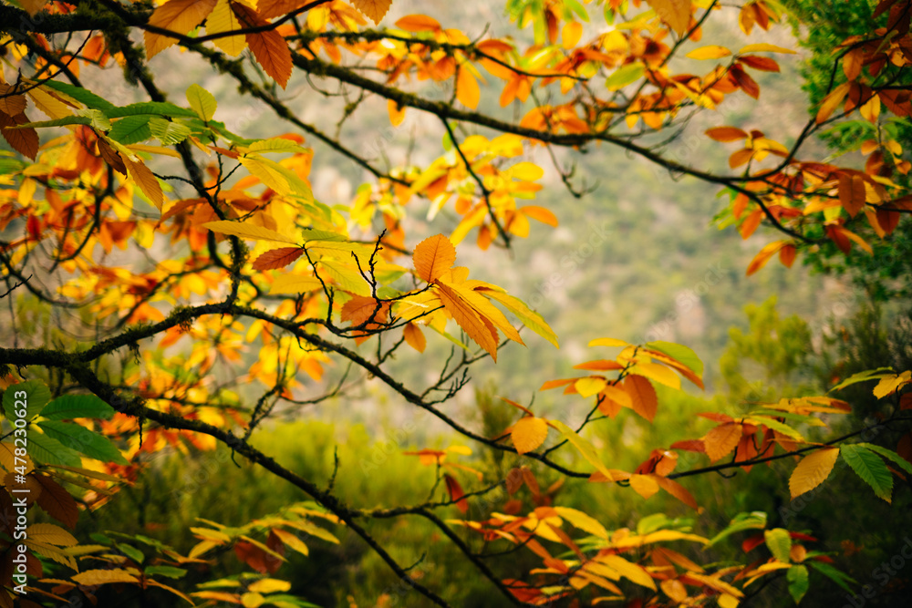 autumn in the forest