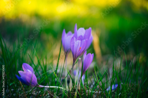 purple crocus flowers