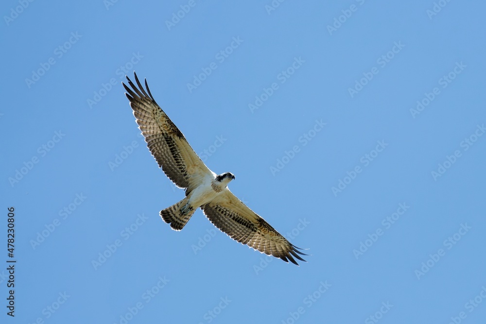 Obraz premium Balbuzard Pêcheur en vol