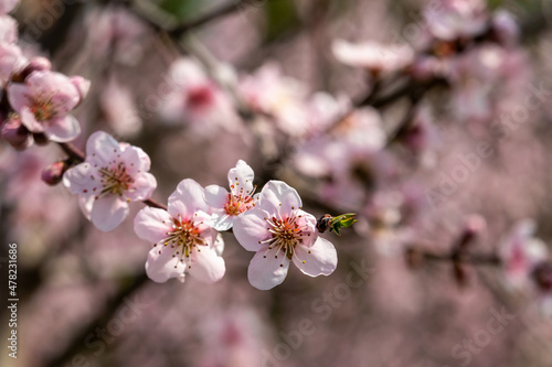 Lovely branch of blooming peach - delicate pink petals and stamens © ok_fotoday