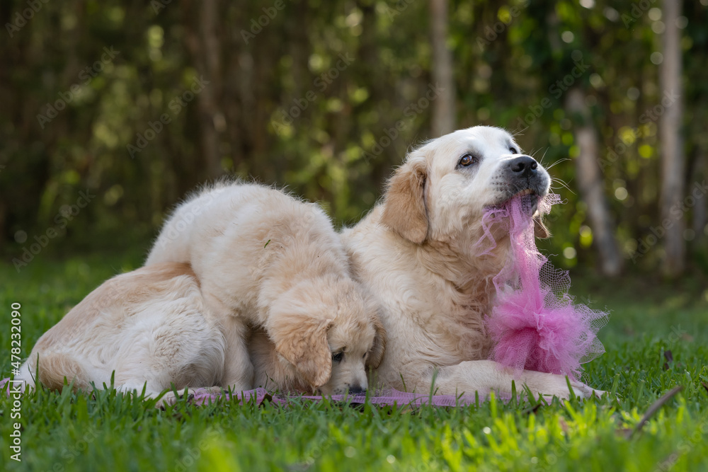 Puppy and mother golden retriever playing outdoors