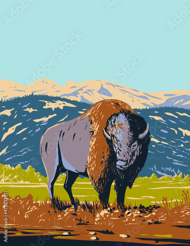 WPA poster art of a North American bison or Plains bison roaming in the prairie of Yellowstone National Park, Wyoming, United States of America USA done in works project administration style.
