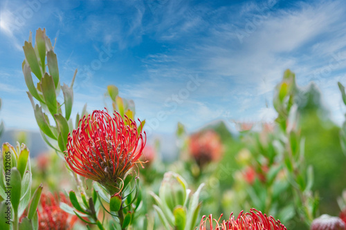 red protea