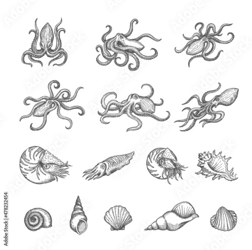 Octopus, cuttlefish and seashell sketches of shellfish and mollusk vector design. Vintage sea animal and shell, marine snail, clam, conch and scallop isolated hand drawn sketches, ancient map elements photo