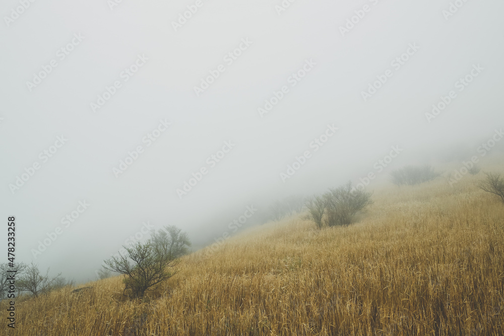 霧と草原