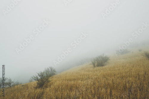 霧と草原 © ASDKTY