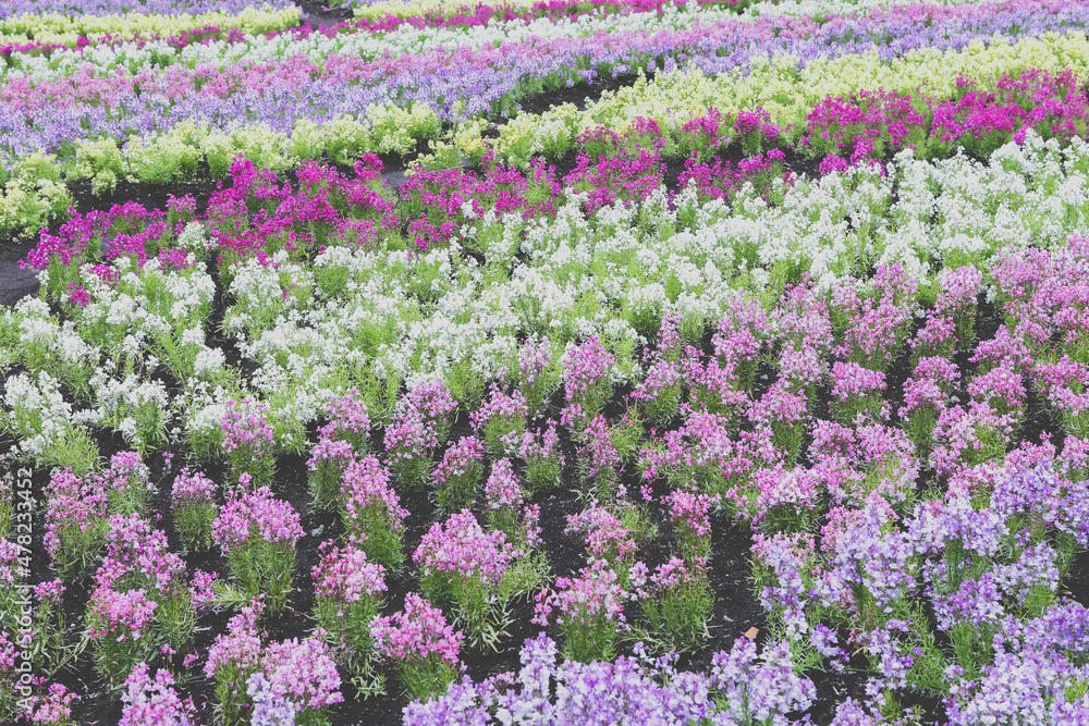 カラフルな花の絨毯 カラフルな花の絨毯