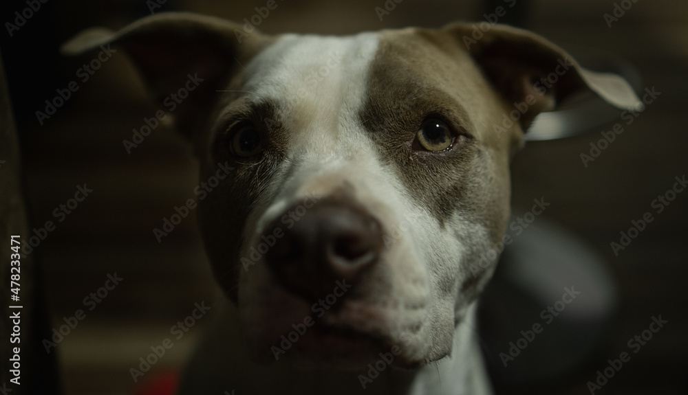 Canine portrait 