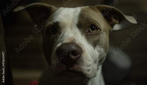 Canine portrait  © Angelo