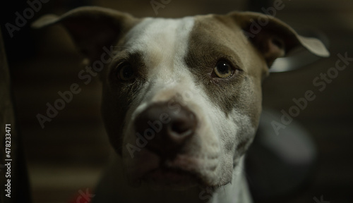 Canine portrait 