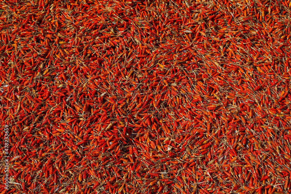 Fototapeta premium Closeup dried chili at the farm