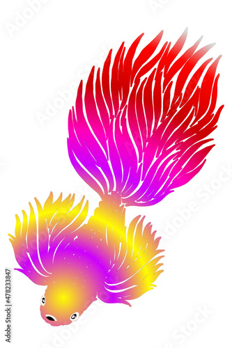 Beautiful gradient colourful betta fish design  illustration for wallpaper background ads clothing logo or presentation template