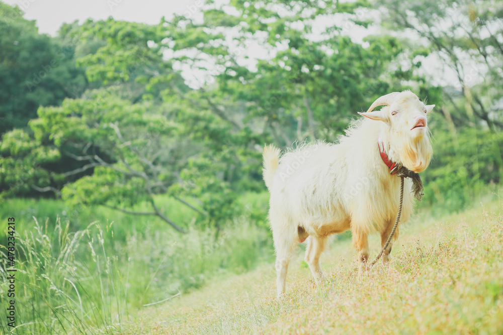 Obraz premium 草を食べるヤギ