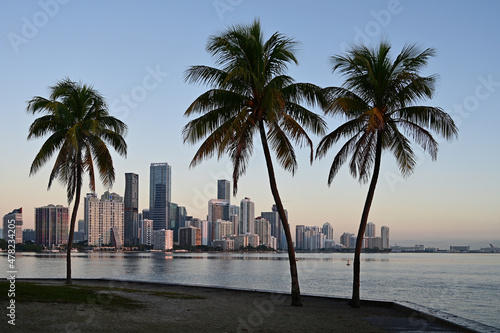 Coconut trees with City of Miami, Florida skyline reflected in Biscayne Bay in background at sunrise on clear winter morning.