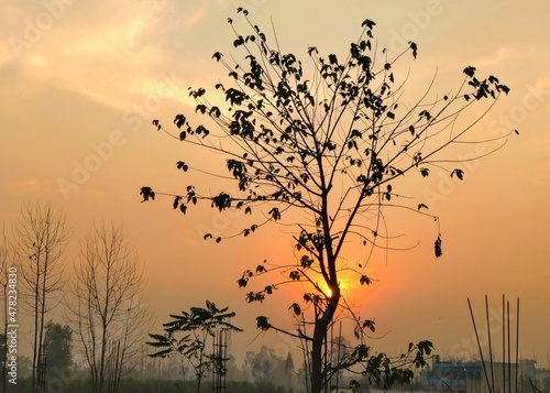 silhouette of a tree in sunset